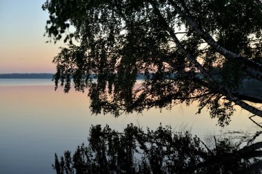 Bir ağaç silueti ile göl günbatımı.