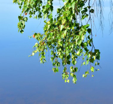 Huş su arka plan üzerinde yakın bırakır.