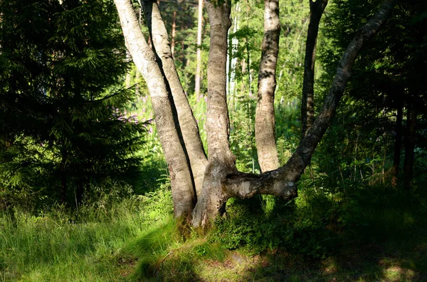 Landskap Skogen Sommarkväll Karelska Näset — Stockfoto