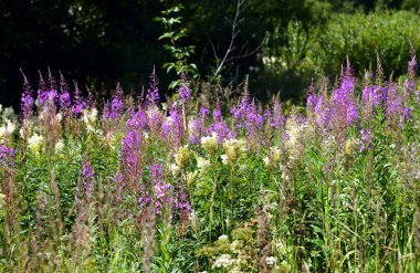 Yaz alan Mor çiçek açan ile fireweed çiçek.