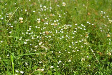 Küçük vahşi beyaz çiçekler closeup güneşli gün.