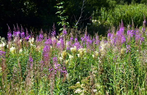 Yaz alan Mor çiçek açan ile fireweed çiçek.