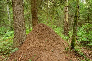 Yaz forest Hill'de büyük karınca.