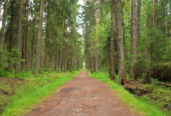 Kiefernwald Einem Sonnigen Sommertag Der Karelischen Landenge Russland — Stockfoto