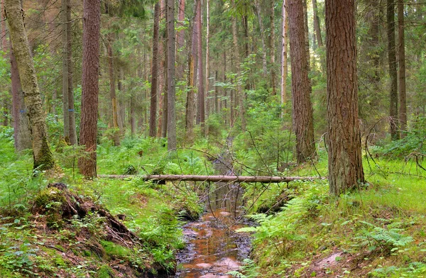 Tallskog Solig Sommardag Karelska Näset Ryssland — Stockfoto