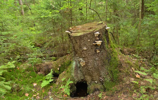 キノコと夏の森の苔で覆われた古い切り株 — ストック写真