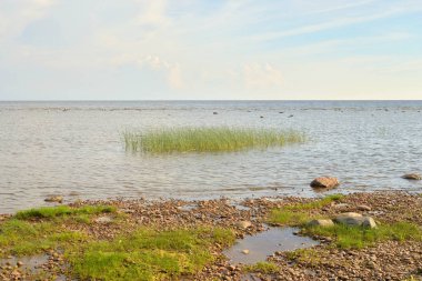 Sahil, Finlandiya Körfezi ile Baltık Denizi'nin güneşli gün.