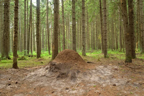 夏の森の大きな蟻の丘 — ストック写真