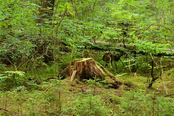 Tronco Velho Com Musgo Floresta Verão — Fotografia de Stock