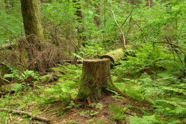 Yaz orman yosun ile eski güdük.
