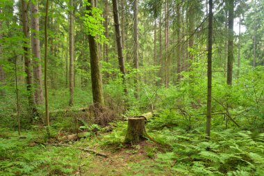 Yaz güneşli gün, çam ormanda Karelya Kıstağı, Rusya Federasyonu.