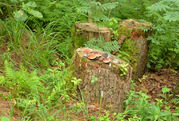 Παλιά Κούτσουρο Που Καλύπτονται Μανιτάρια Και Βρύα Στο Δάσος Καλοκαίρι — Φωτογραφία Αρχείου