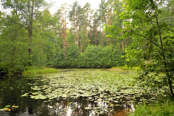 Karelya Kıstağı Rusya Gölette Büyümüş Orman — Stok fotoğraf