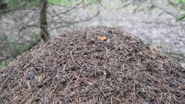 Bir Orman Karınca Yuvası Closeup Yaz Gün Içinde Karıncalar — Stok video
