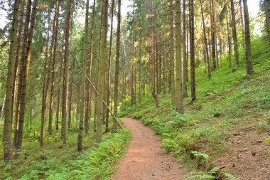 Yaz günü, çam ormanda Karelya Kıstağı, Rusya Federasyonu.