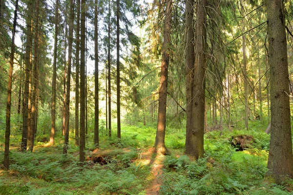 Pine Forest Summer Day Karelian Isthmus Russia — Stock Photo, Image