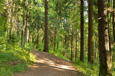 Yaz günü, çam ormanda Karelya Kıstağı, Rusya Federasyonu.