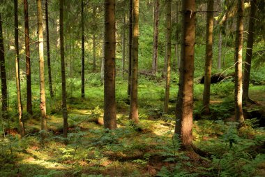 Yaz günü, çam ormanda Karelya Kıstağı, Rusya Federasyonu.