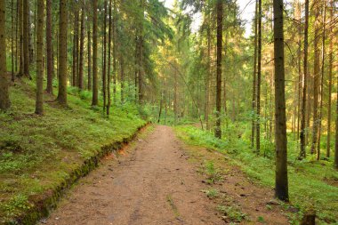 Yaz günü, çam ormanda Karelya Kıstağı, Rusya Federasyonu.