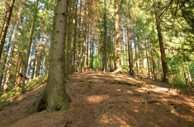 Karelya Kıstağı, Rusya tepede çam ormanı yaz gün.