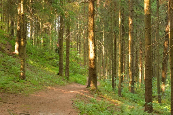 Pine Forest Summer Day Karelian Isthmus Russia — Stock Photo, Image