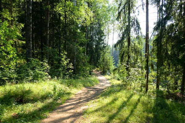 Kiefernwald Einem Sommertag Der Karelischen Landenge Russland — Stockfoto