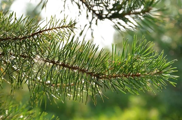 Pine Tree Branch Close Zomerdag — Stockfoto