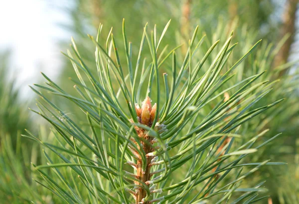 Tall Träd Gren Närbild Med Droppar Harts — Stockfoto