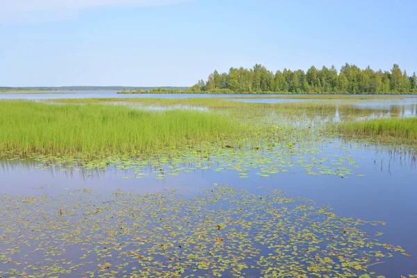 Wetland Lago Sestroretsky Razliv San Pietroburgo Russia — Foto Stock