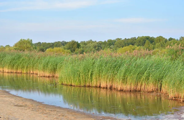 Moeras Met Kreupelhout Van Zegge Zonnige Zomerdag — Stockfoto