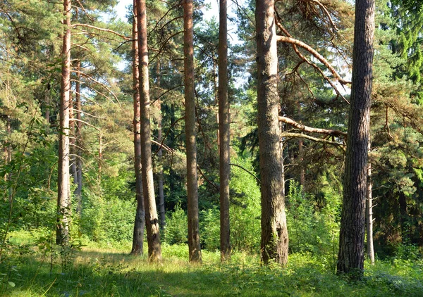 Pine Forest Summer Day Karelian Isthmus Russia Stock Image