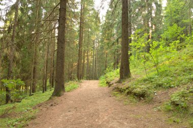 Yaz günü, çam ormanda Karelya Kıstağı, Rusya Federasyonu.