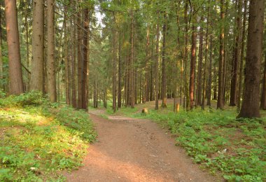 Yaz günü, çam ormanda Karelya Kıstağı, Rusya Federasyonu.