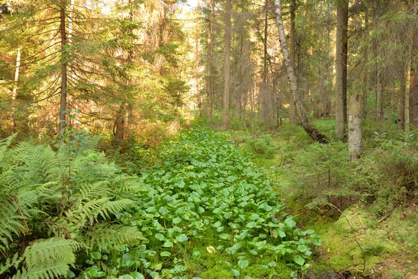 Ditch Bos Bij Zomerdag Karelische Landengte Rusland — Stockfoto