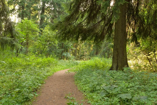 Bosque Pinos Día Verano Istmo Carelia Rusia — Foto de Stock