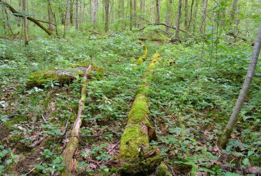 Karelya Kıstağı, Rusya yaprak döken ormanında düşen ağaçlar.