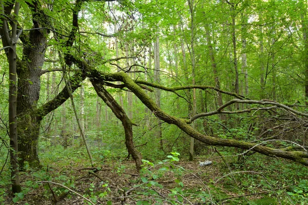 Listnatý Les Letním Dni Karelskou Šíji Rusko — Stock fotografie