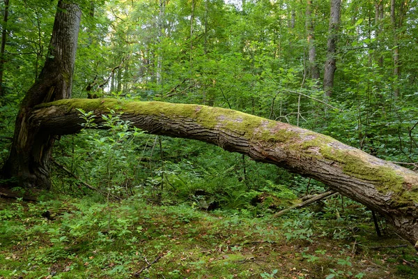 Árvores Caídas Floresta Decídua Istmo Carélia Rússia — Fotografia de Stock