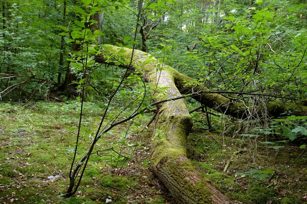 Árvores Caídas Floresta Decídua Istmo Carélia Rússia — Fotografia de Stock