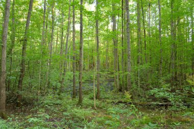 Yaz günü, yaprak döken orman Karelya berzah, Rusya Federasyonu.