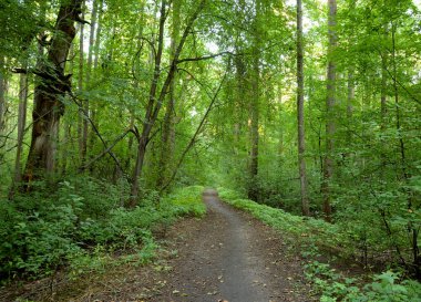 Yaz günü, yaprak döken orman Karelya berzah, Rusya Federasyonu.