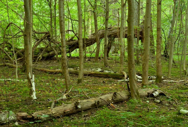 Árvores Caídas Floresta Decídua Istmo Carélia Rússia — Fotografia de Stock