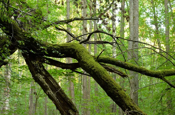 Гілки Дерев Вигнуті Листяному Лісі Літній День Карельський Перешийок Росія — стокове фото