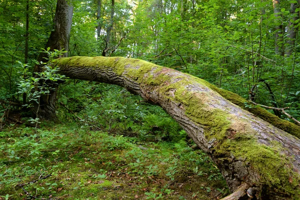 Arbres Tombés Dans Forêt Feuillus Isthme Carélie Russie — Photo