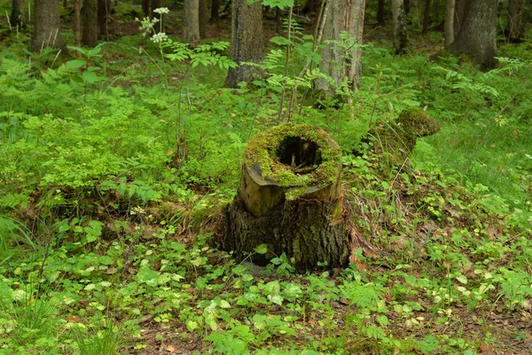 夏の森のコケで古い切り株 — ストック写真