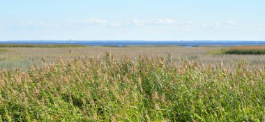 Baltık Denizi, Finlandiya Körfezi kıyısında saz çalılıkları, Rusya ile.