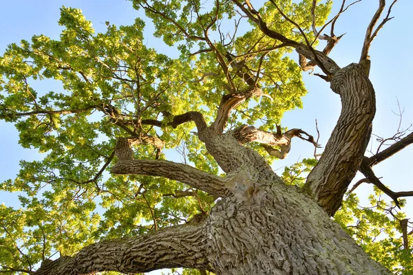 Viejo Roble Soleado Día Verano — Foto de Stock