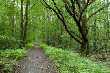 Yaz günü, yaprak döken orman Karelya berzah, Rusya Federasyonu.