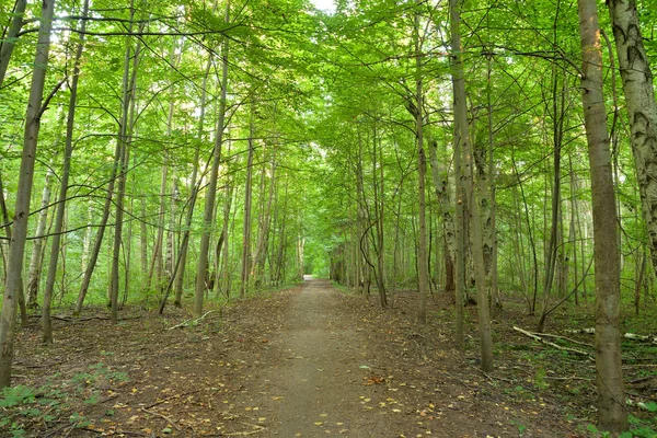 Foresta Decidua Giorno Estate Nell Istmo Della Carelia Russia — Foto Stock