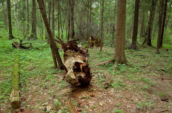 Umgestürzte Bäume Kiefernwald Der Karelischen Landenge Russland — Stockfoto